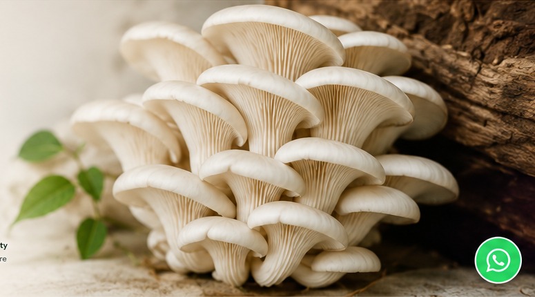 Freshly harvested white oyster mushrooms from Ishikaa Farms
